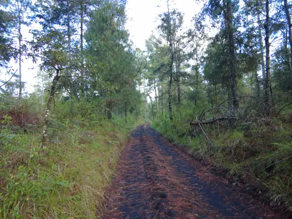 Paricutín